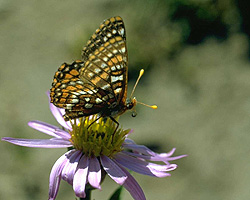 ���� ����� ����