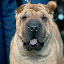 ���� ���