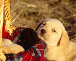 ��� ����� ����