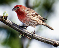 ����� ���� ����