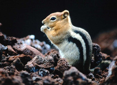 ������ ���� ����